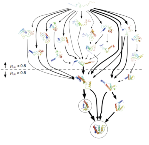 Markov state model of ACBP folding