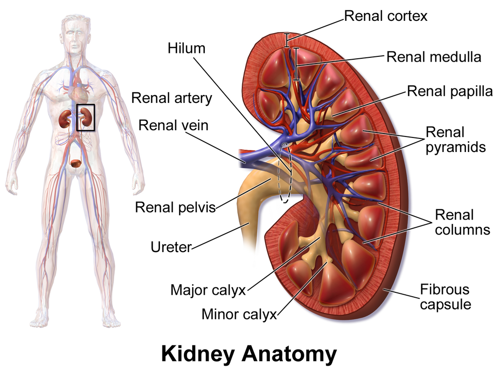 Anatomy of the kidney
