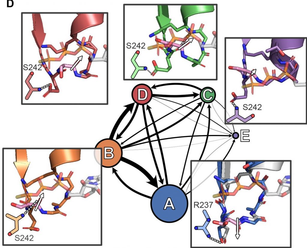 Conformational distributions for twelve myosin motor domains, as Markov state model landscapes