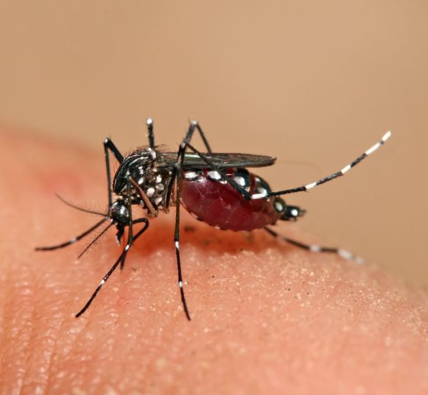 Aedes aegypti mosquito feeding on human skin