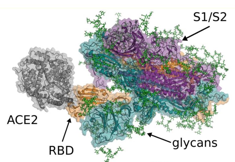 Free-energy landscapes from Markov state models of SARS-CoV-2 proteins, including the spike opening transition