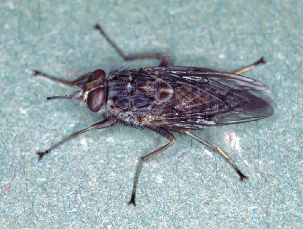 Adult tsetse fly resting on a surface
