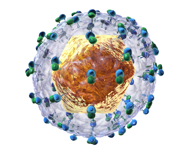 Illustration of the hepatitis C virus