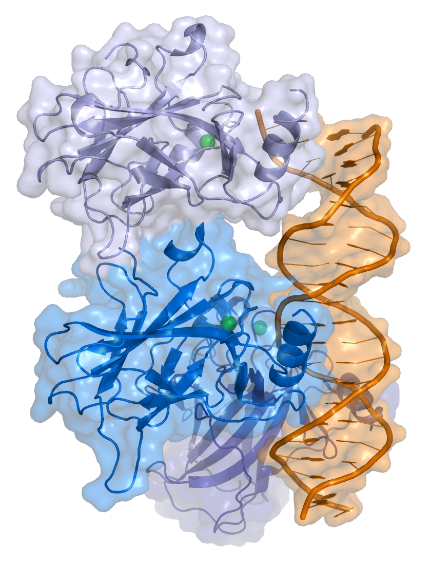 p53 protein in complex with DNA