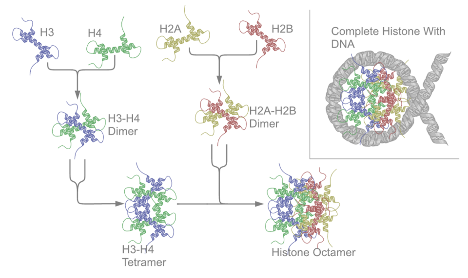 A nucleosome: DNA wrapped around a core of histone proteins